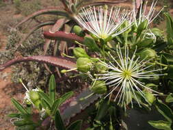 Image of Bush Maerua