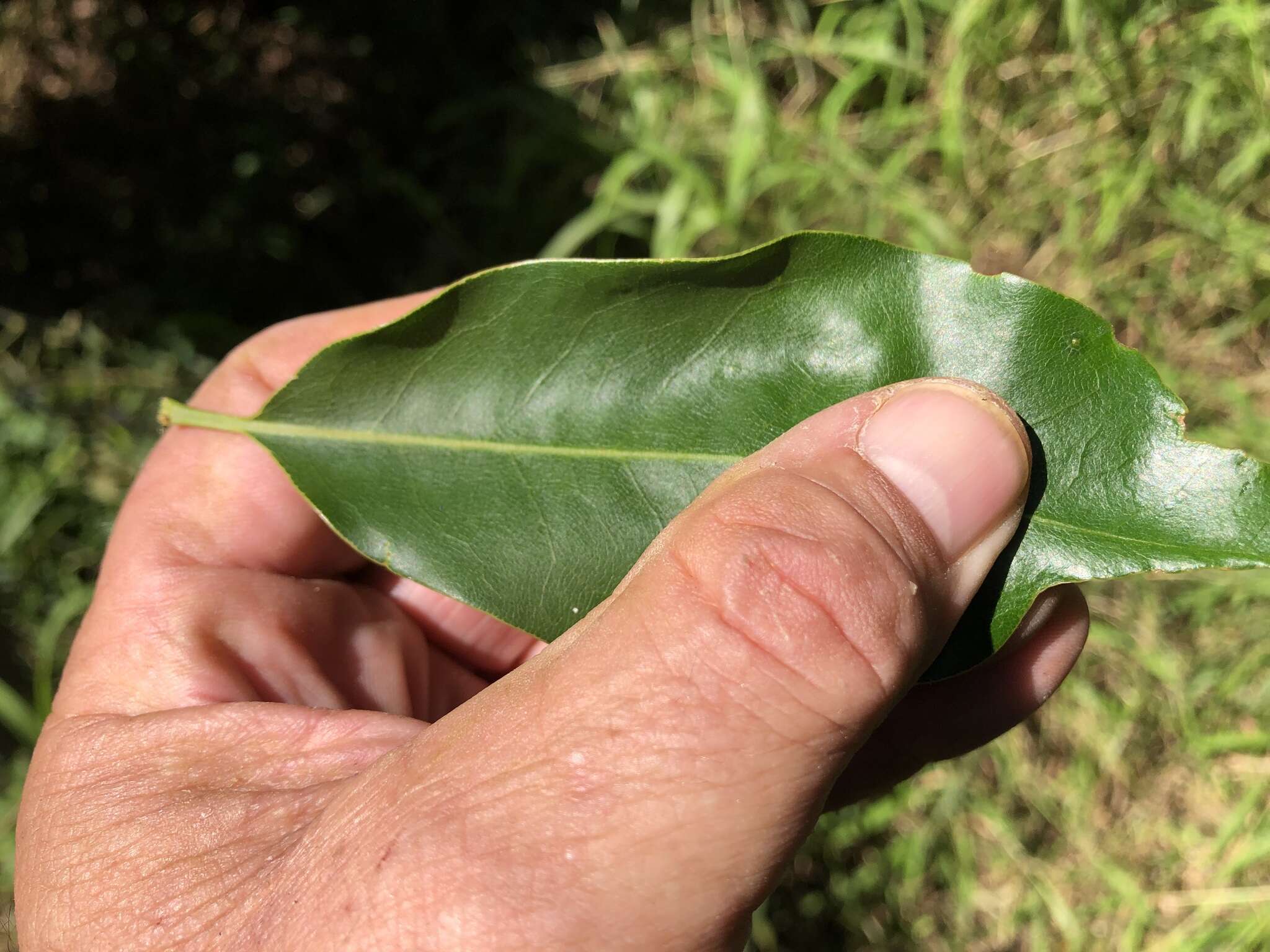 Image of macadamia nut