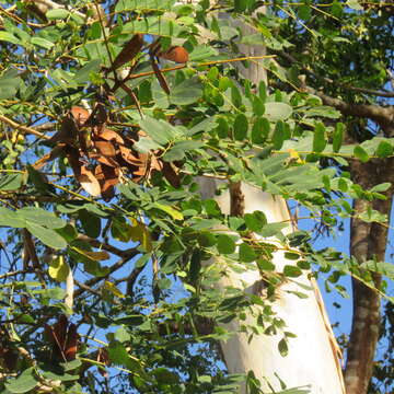 Image of tall albizia