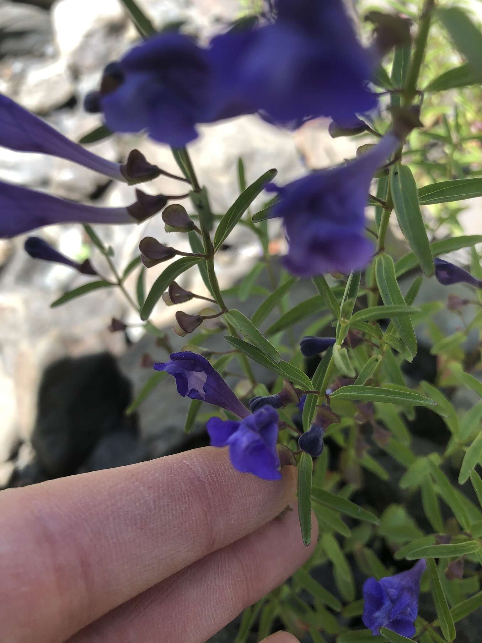 Image of narrowleaf skullcap