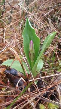 Sivun Dodecatheon jeffreyanum K. Koch kuva