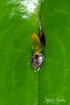 Image of Pleurothallis rhodoglossa Schltr.