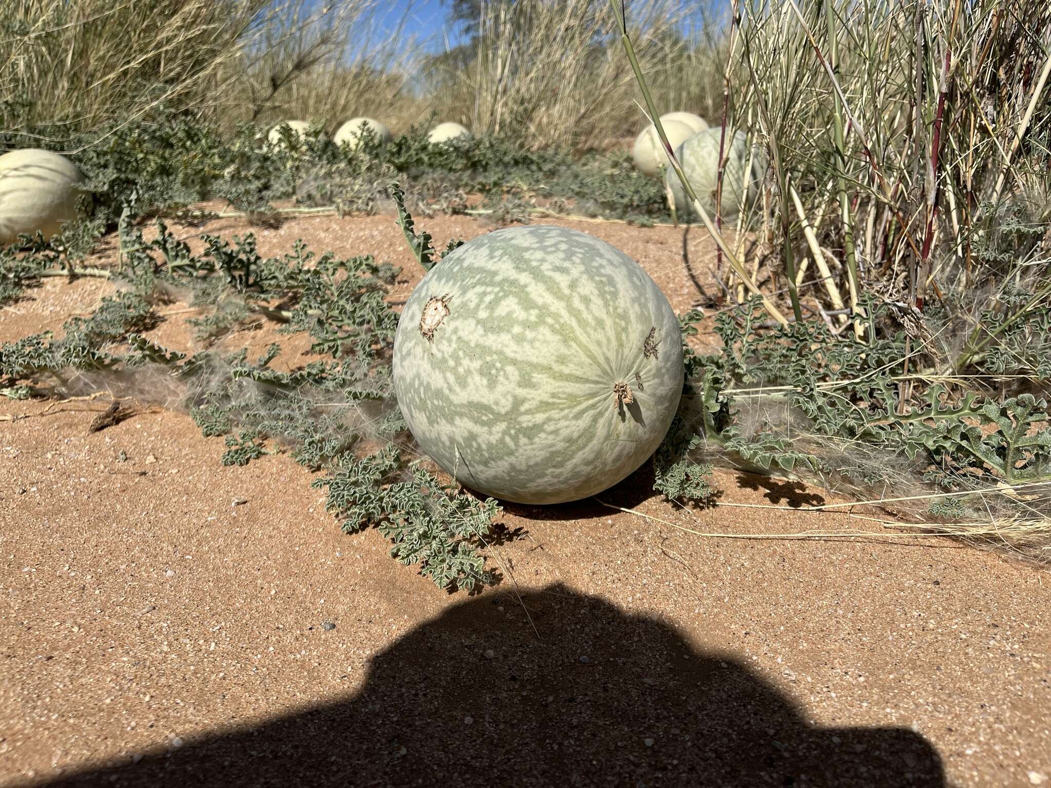 Image of Citrullus ecirrhosus Cogn.