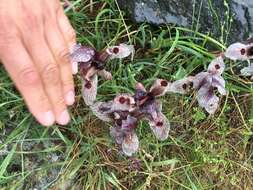 Image of Iris acutiloba subsp. lineolata (Trautv.) B. Mathew & Wendelbo