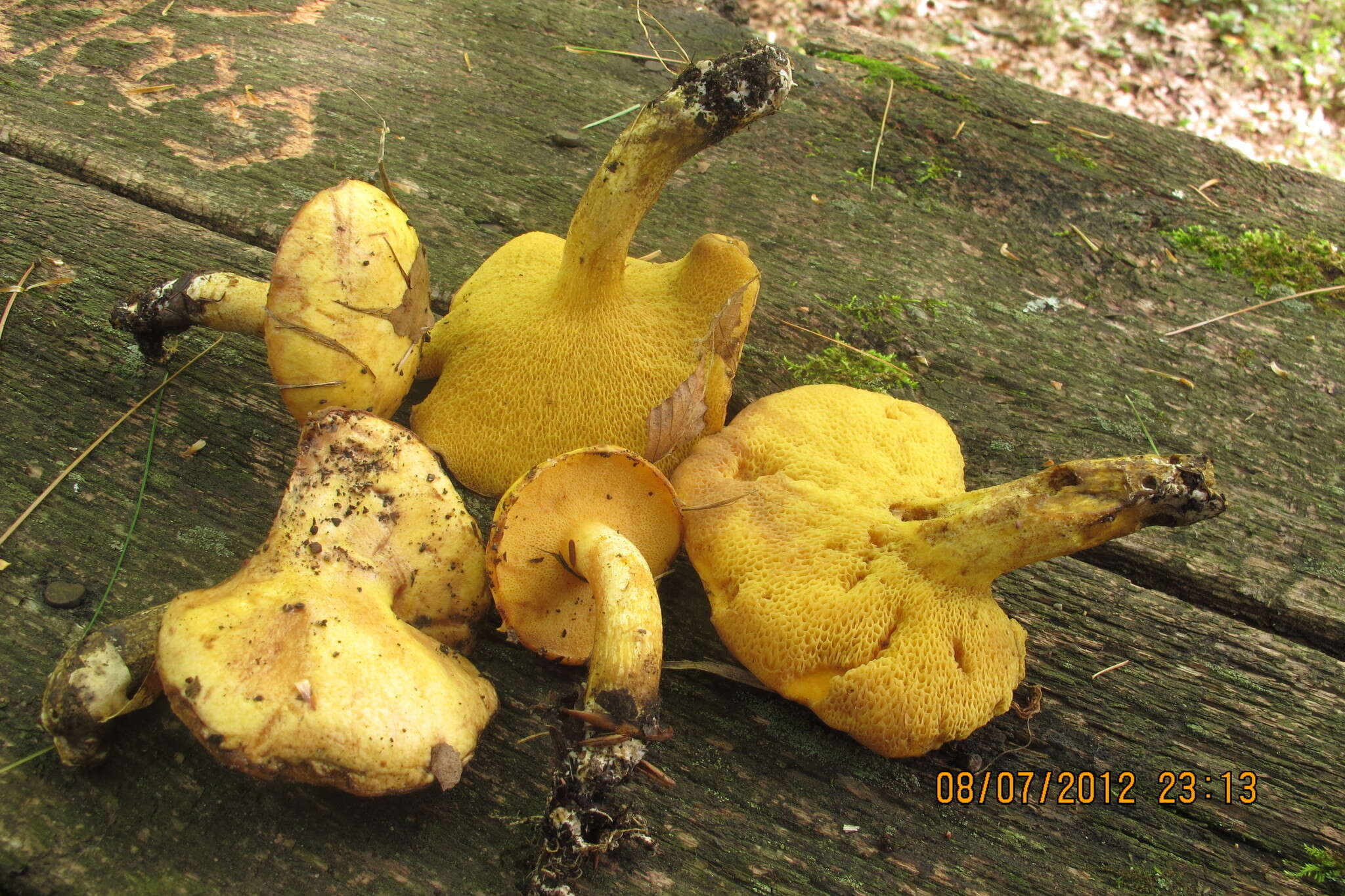 Image of Suillus subaureus (Peck) Snell 1944