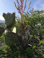 Image of Tillandsia tehuacana I. Ramírez & Carnevali