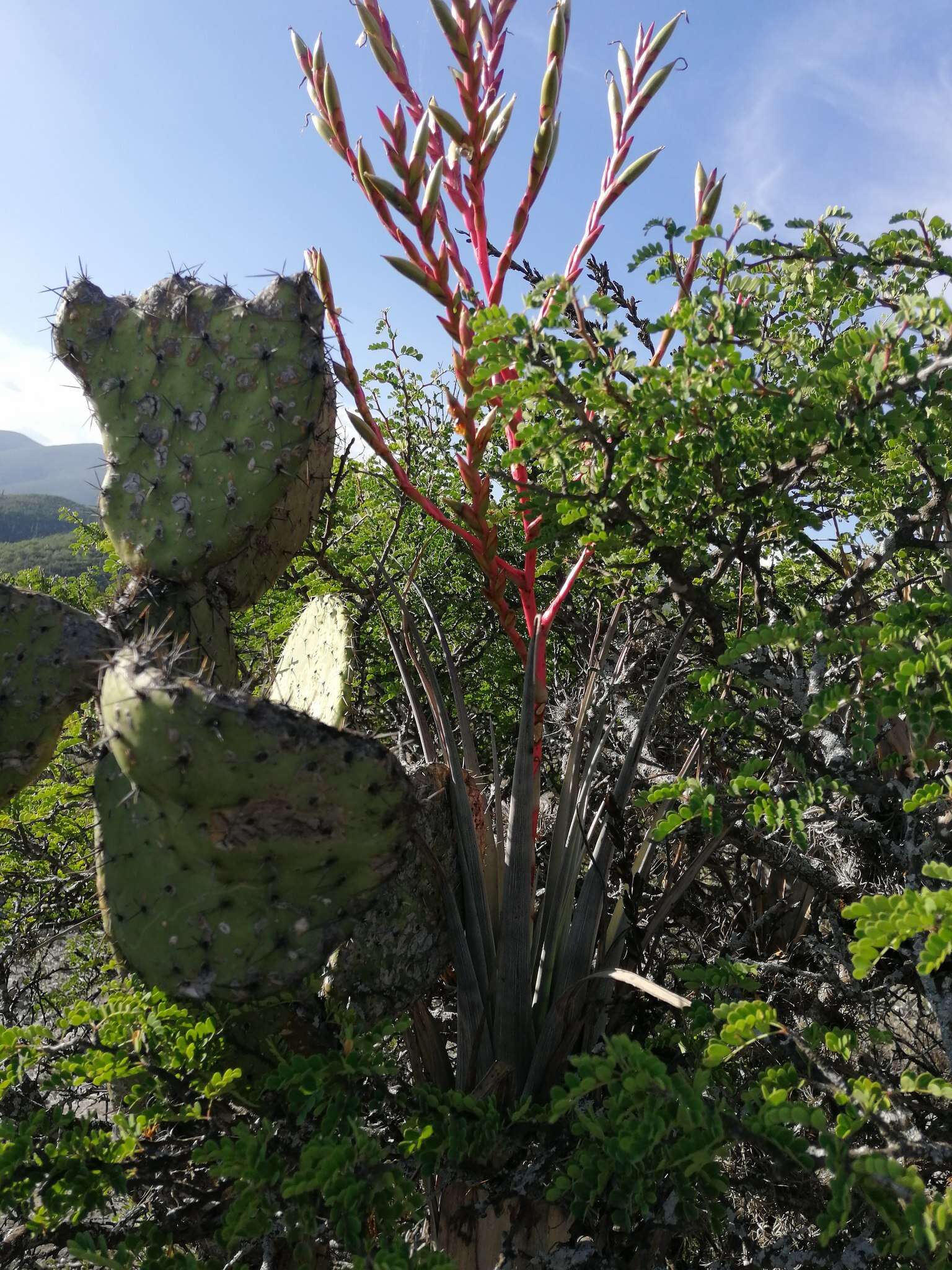 Tillandsia tehuacana I. Ramírez & Carnevali的圖片