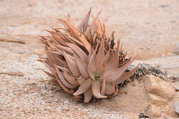 Image of Aloe asperifolia A. Berger