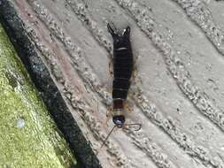 Image of Ringlegged earwig