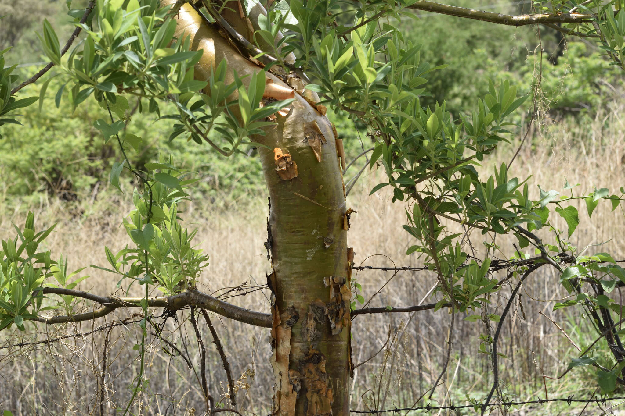 Image of Euphorbia tanquahuete Sessé & Moc.