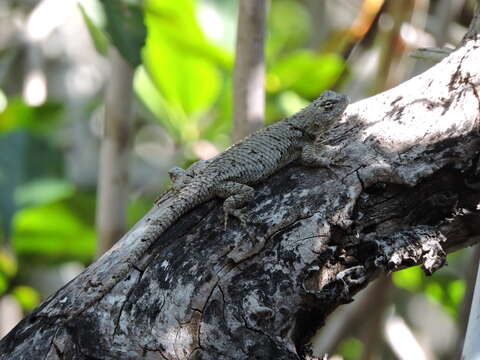 Image of Lundell's Spiny Lizard