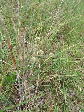 Image of button eryngo