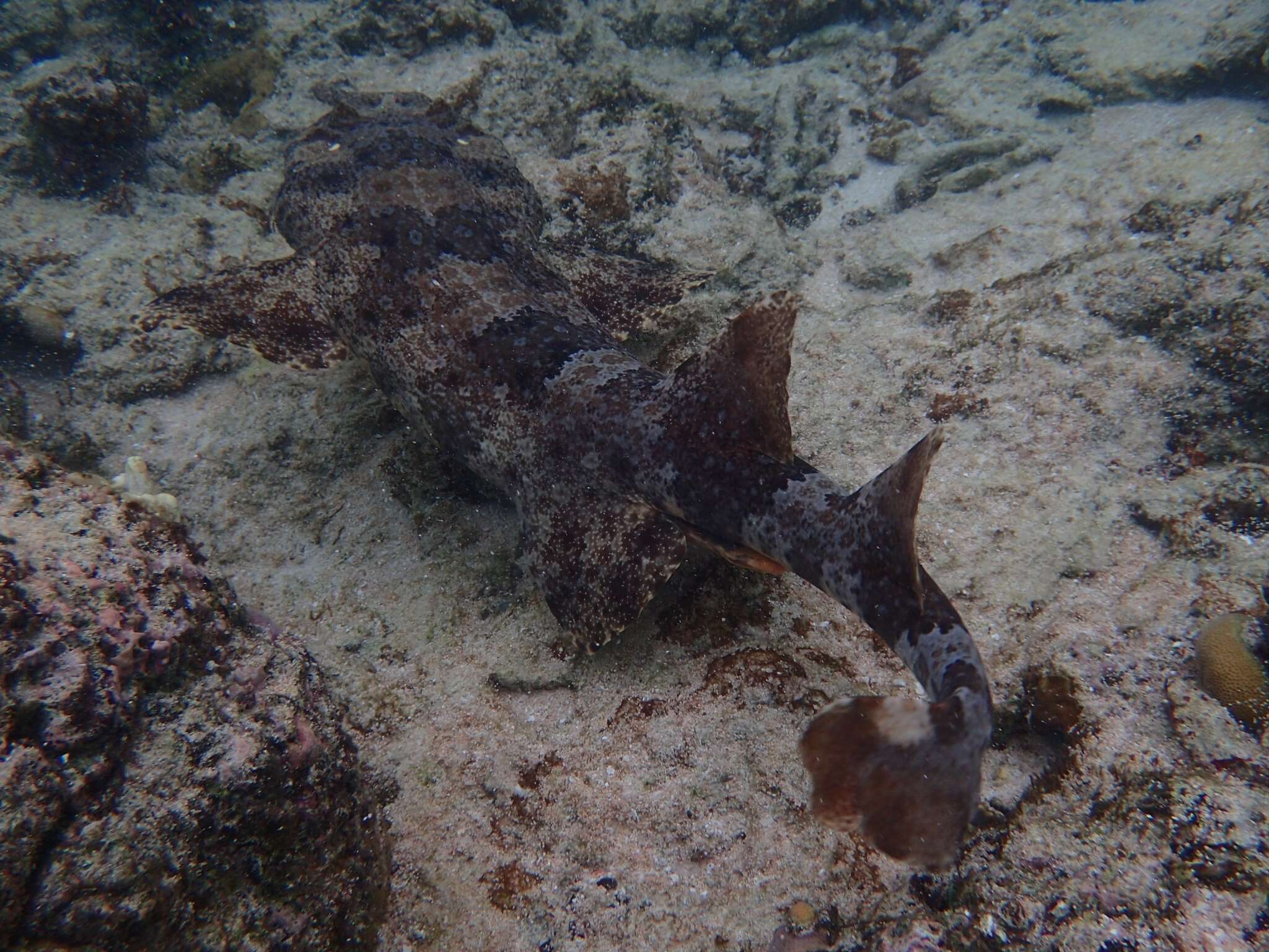 Слика од Orectolobus ornatus (De Vis 1883)