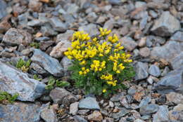 Draba oreades Schrenk resmi