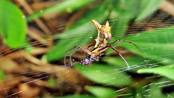 Image of Micrathena sanctispiritus Brignoli 1983