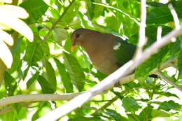 Sivun Chalcophaps longirostris Gould 1848 kuva