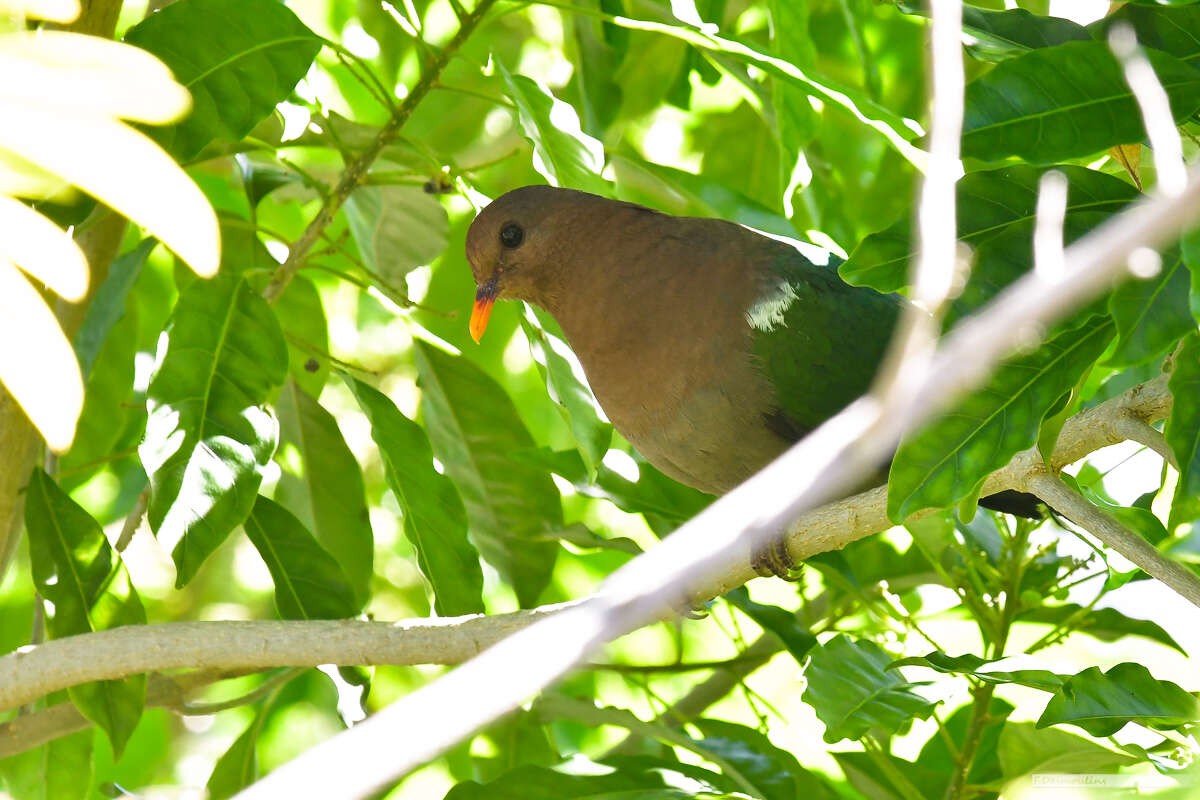 Sivun Chalcophaps longirostris Gould 1848 kuva