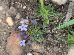 Image of Pentanisia prunelloides subsp. prunelloides