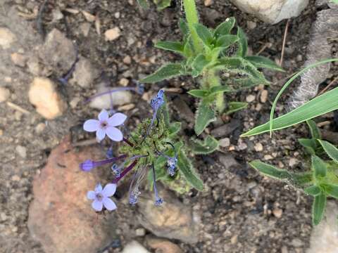 Image of Pentanisia prunelloides subsp. prunelloides