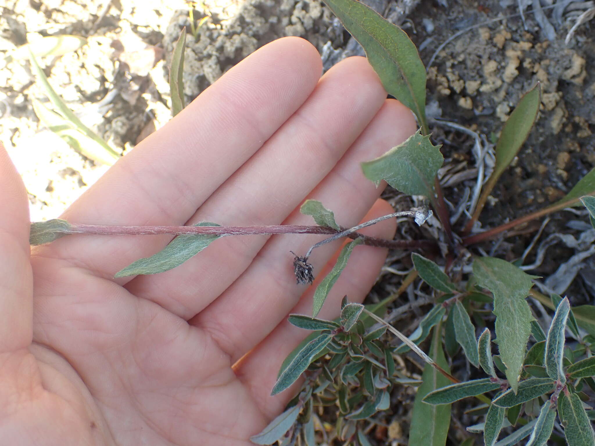 Pyrrocoma uniflora (Hook.) Greene的圖片