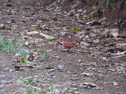 Image of Ruddy Quail-Dove