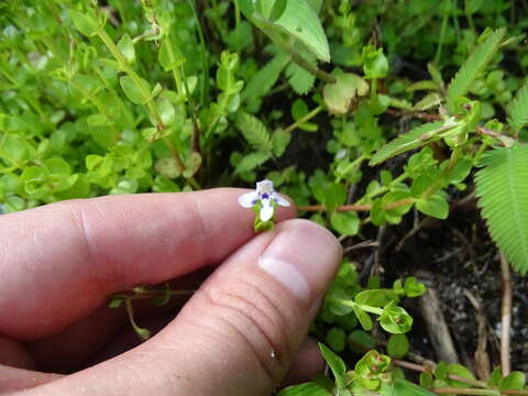 صورة Lindernia grandiflora Nutt.