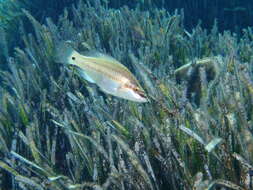 Image of East Atlantic Peacock Wrasse