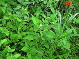 Sivun Persicaria thunbergii (Sieb. & Zucc.) H. Gross kuva