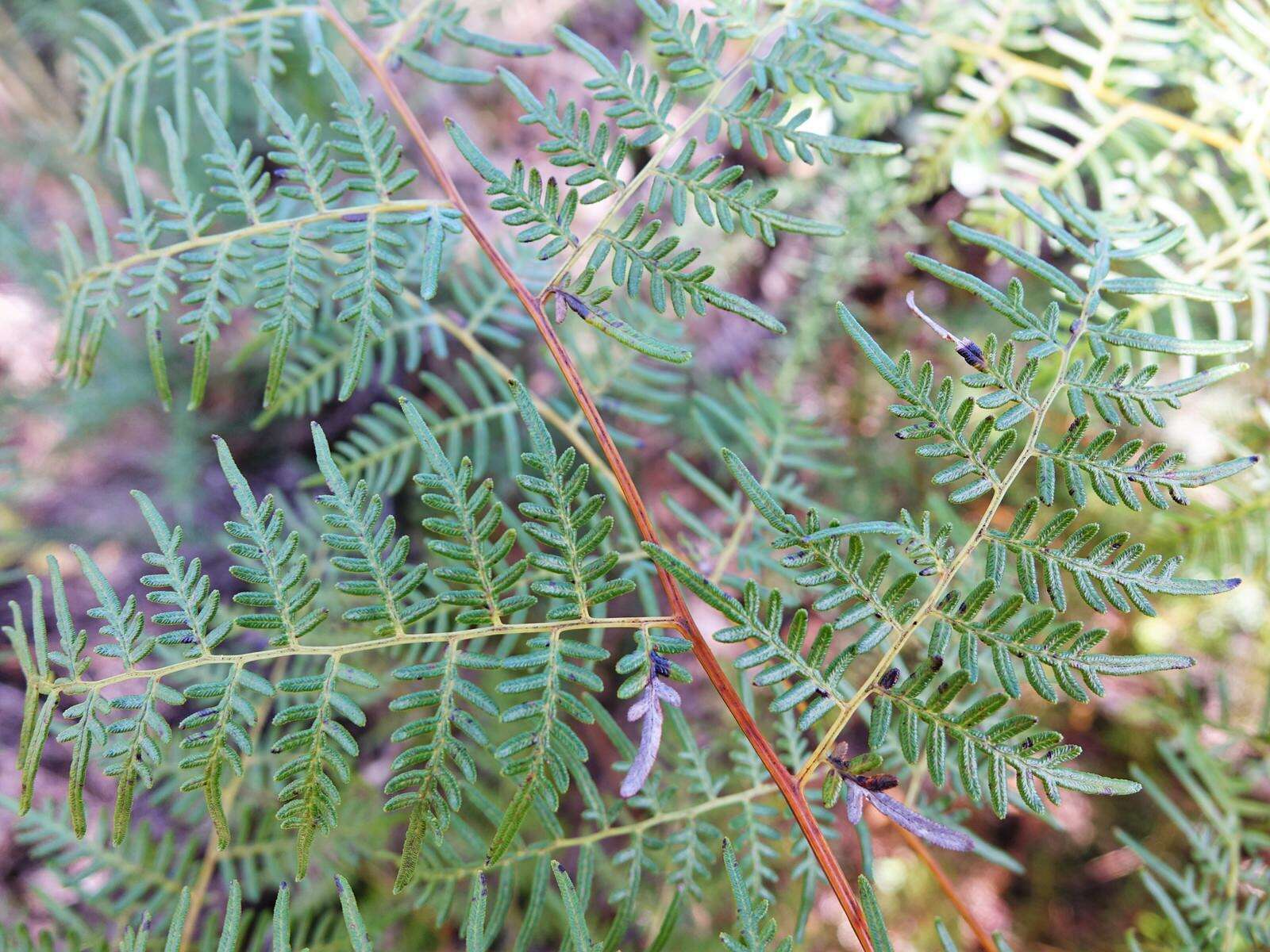 Image of Pteridium esculentum (G. Forst.) Nakai