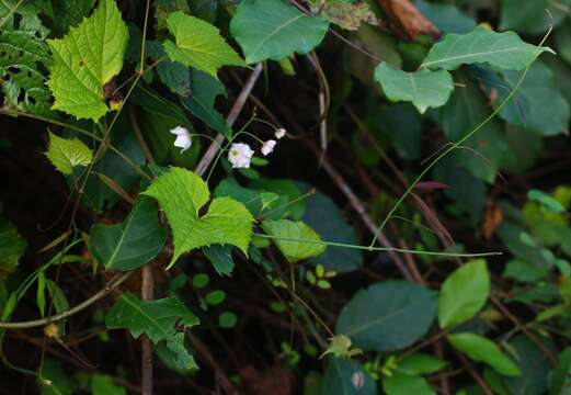 Image of Rosy Milkweed Vine