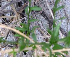 Image of shortleaf baccharis