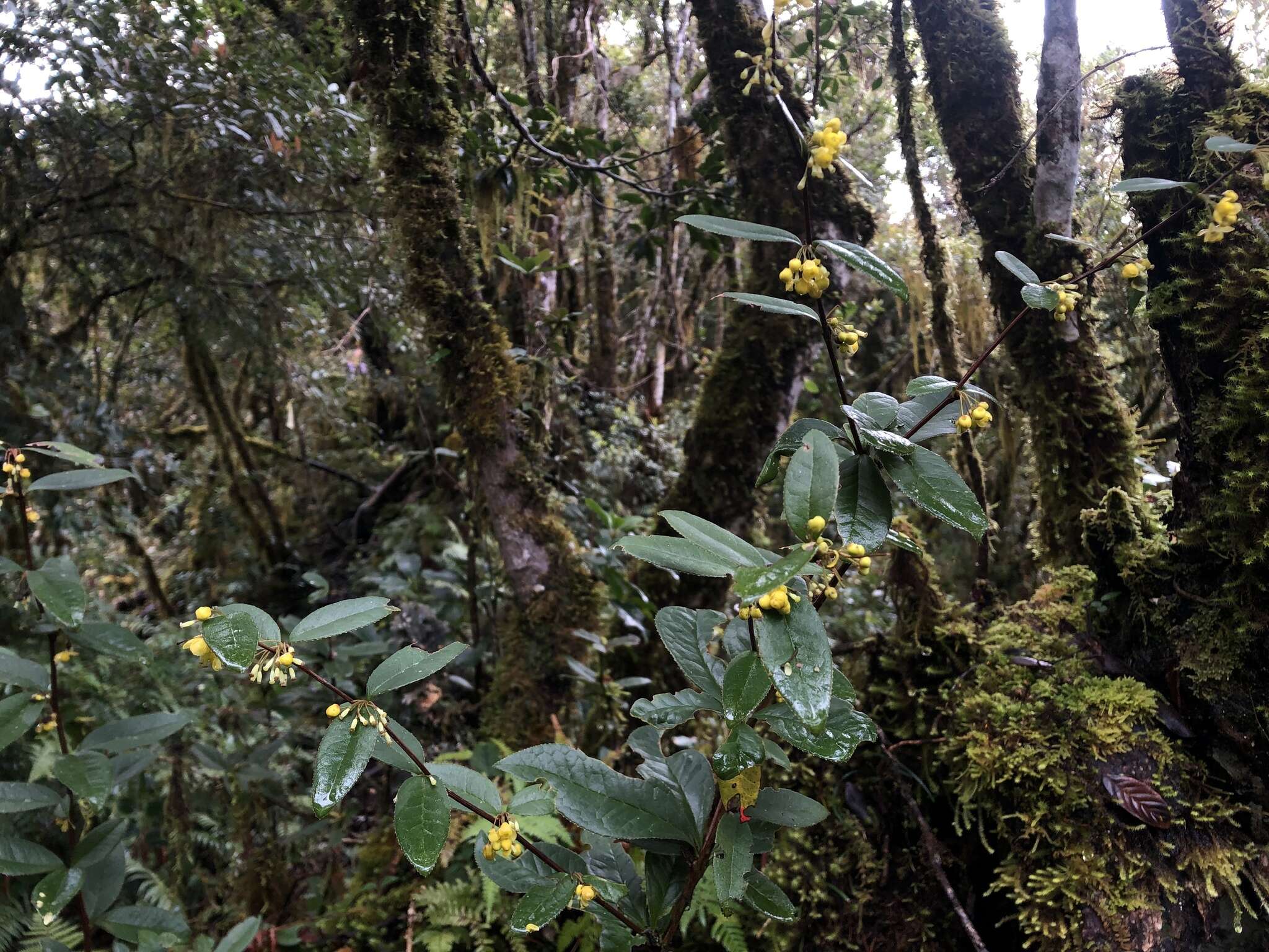 Image of Berberis schaaliae C. C. Yu & K. F. Chung