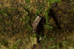 Image of brownheaded leafroller