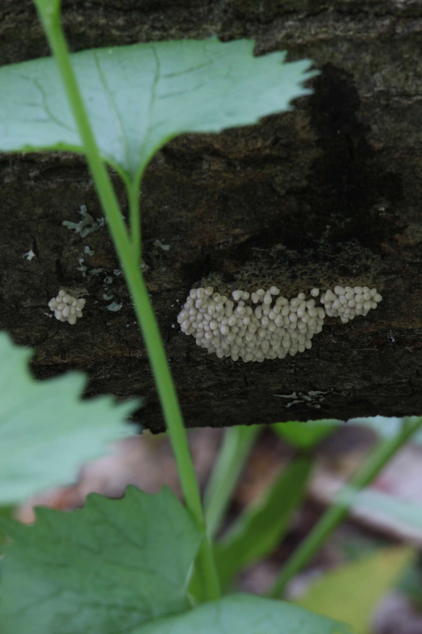 Image of Physarum didermoides