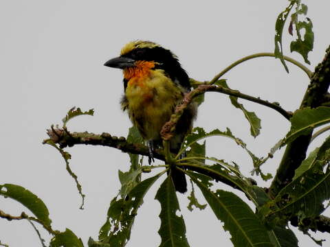 Image of Gilded Barbet