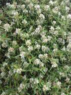 Image of beach knotweed