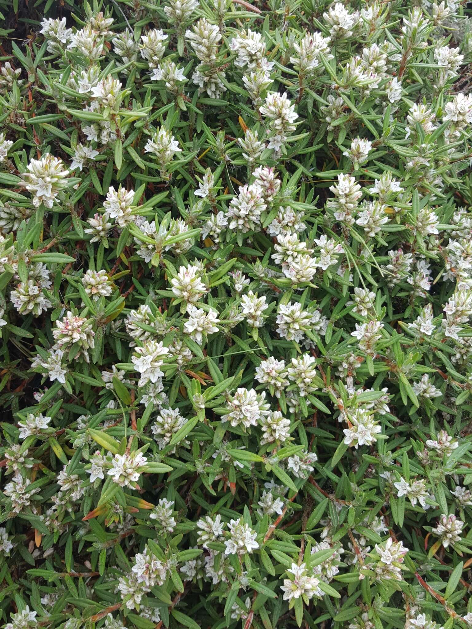 Image of beach knotweed