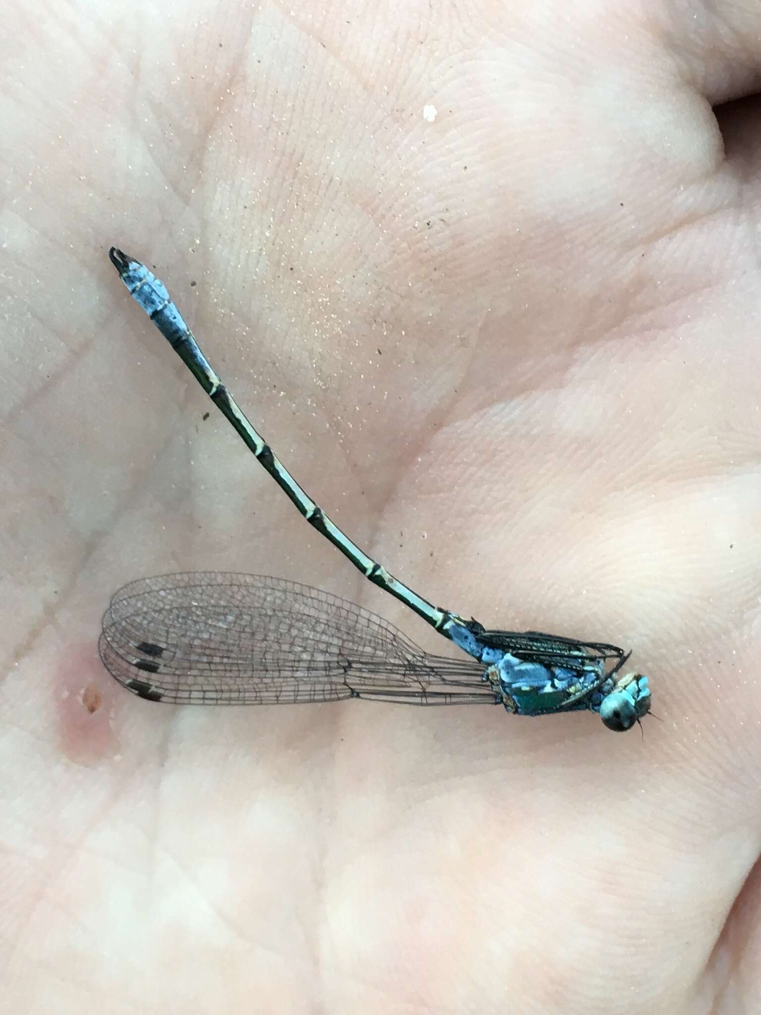 Image of Emerald Spreadwing