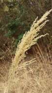 Image of Madagascar grass