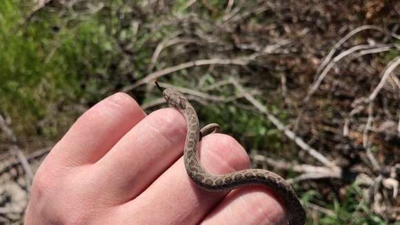 Plancia ëd Dasypeltis scabra scabra (Linnaeus 1758)