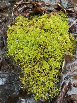 Image of river feather-moss