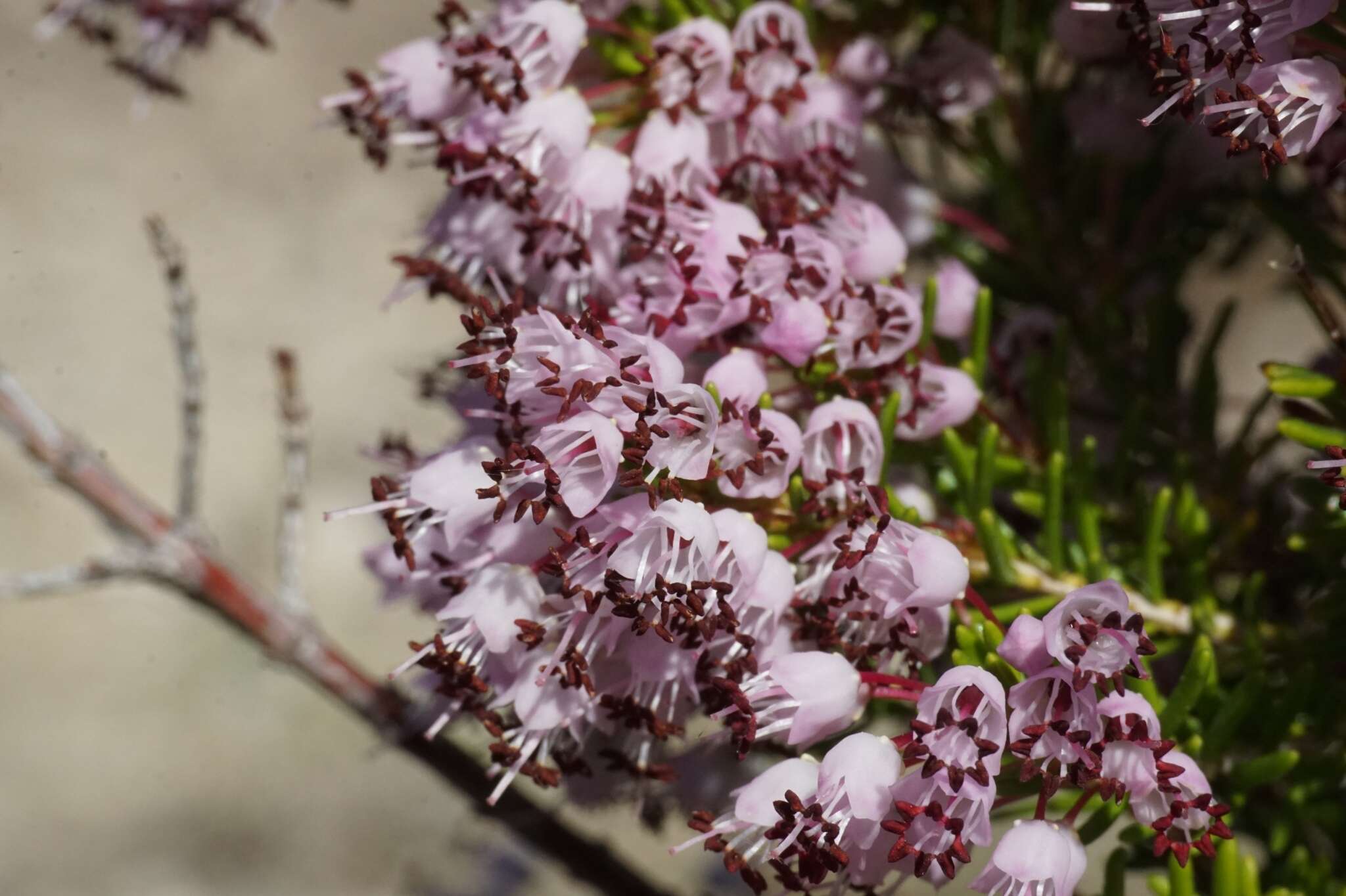 Imagem de Erica manipuliflora Salisb.