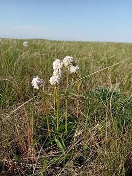 Imagem de Valeriana dioscoridis Sibth. & Sm.