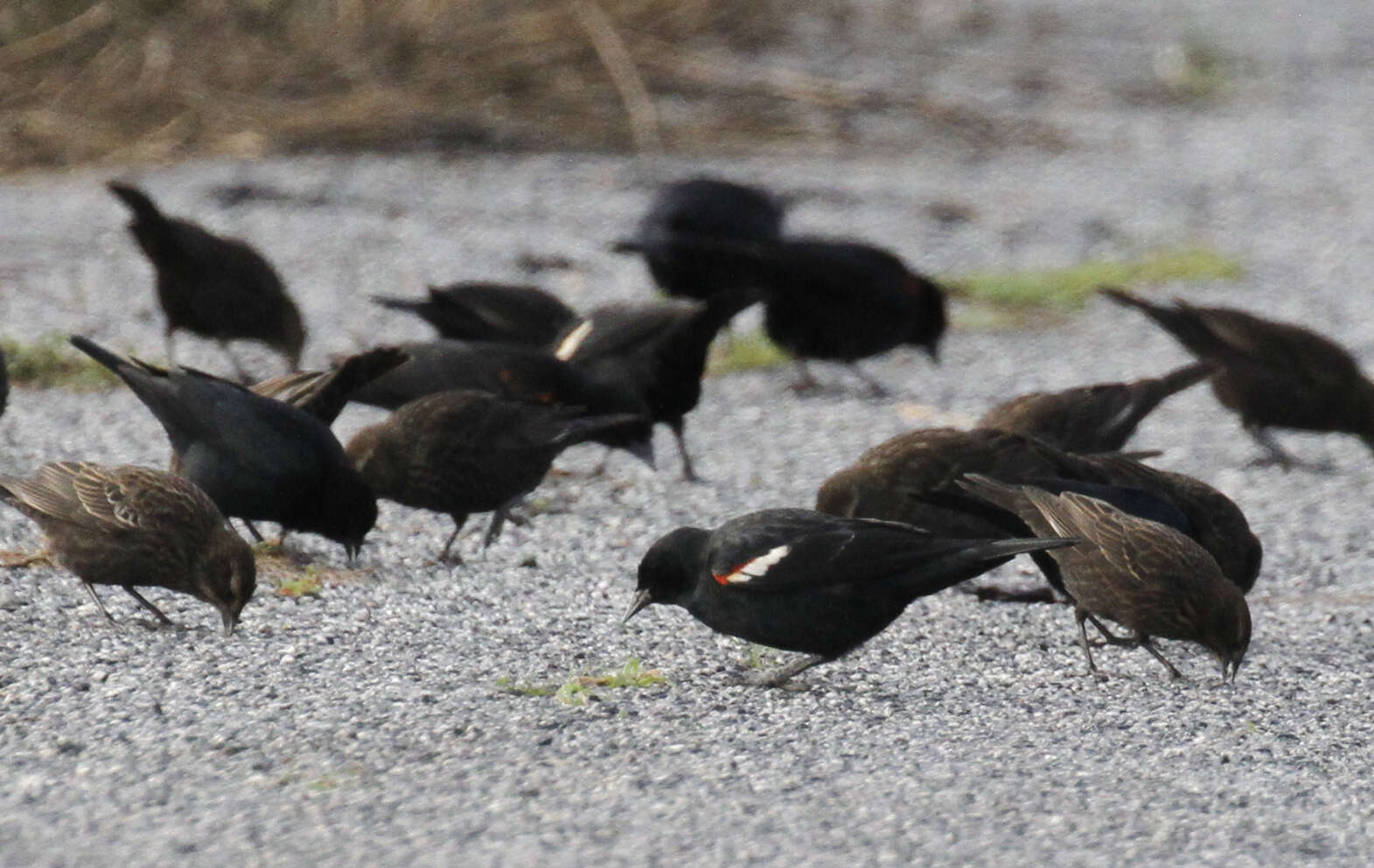 Image of Tricolored Blackbird