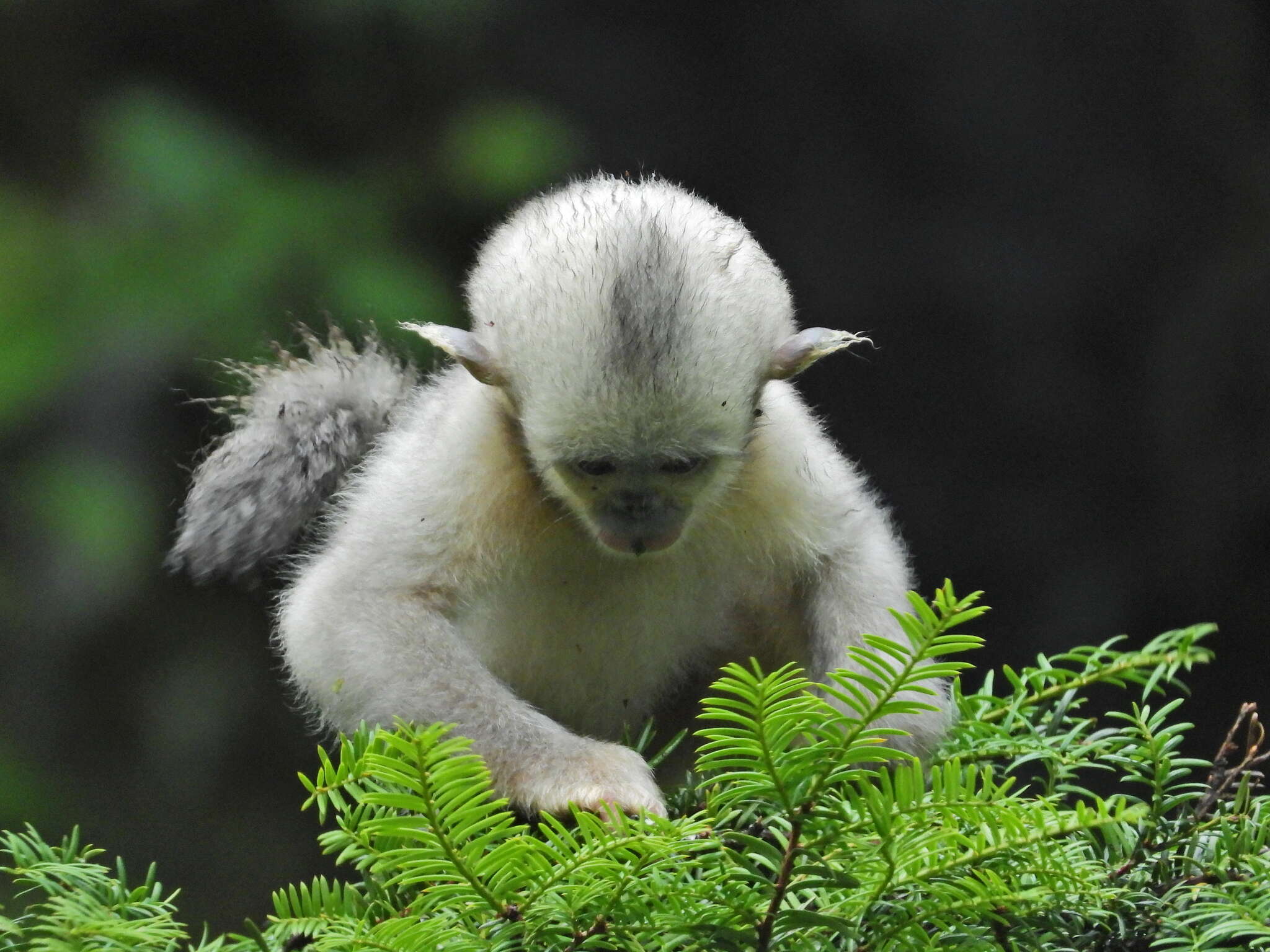 Image of Black Snub-nosed Monkey