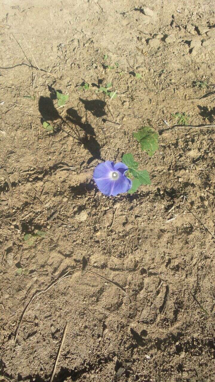 Image of whiteedge morning-glory