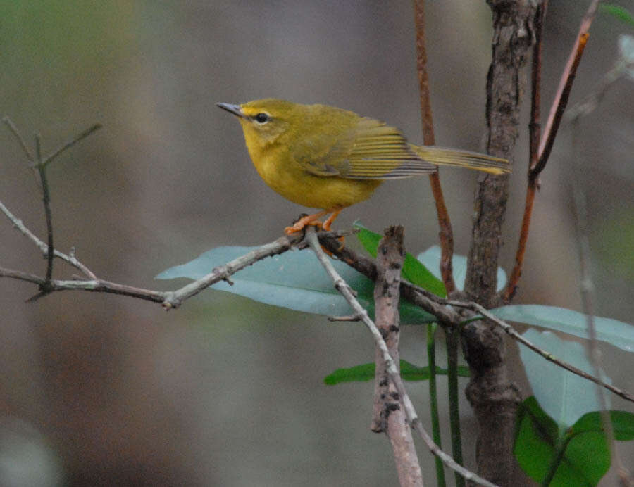 Imagem de Myiothlypis flaveola Baird & SF 1865