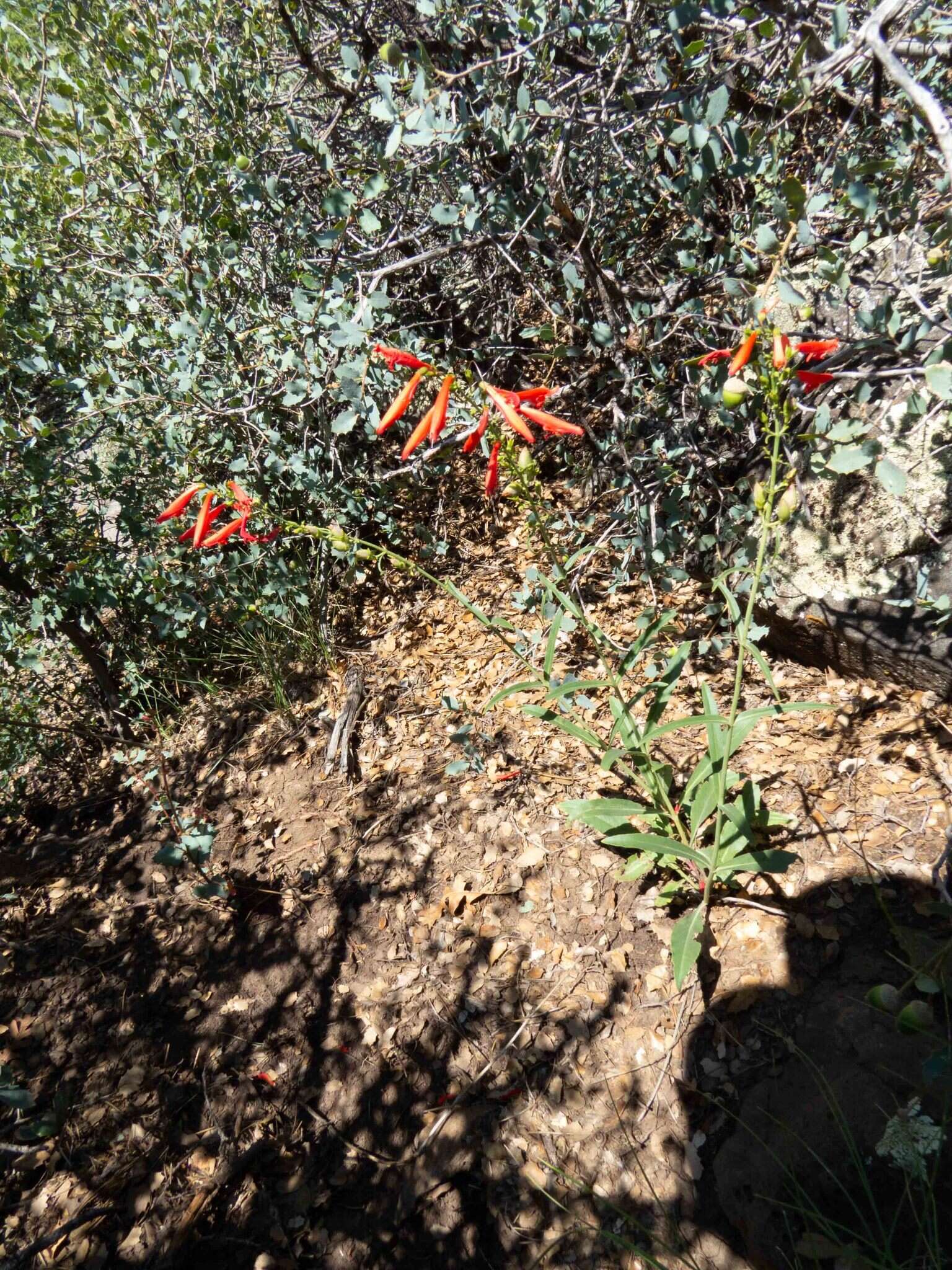 Image de Penstemon barbatus subsp. barbatus