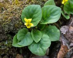 Image of roundleaf yellow violet