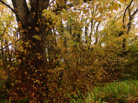 Image of Dutch elm